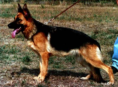 Cindi von Batu | German Shepherd Dog 
