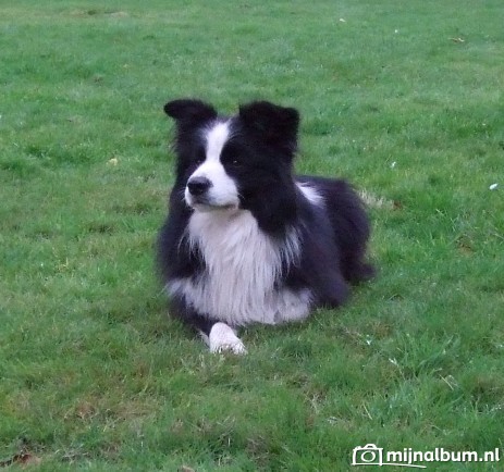 Kimy v.d Floretty Hof | Border Collie 