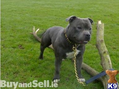 bowser blue eye | Staffordshire Bull Terrier 