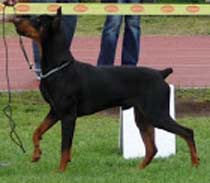 FABI Granda Wesolkow | German Pinscher 