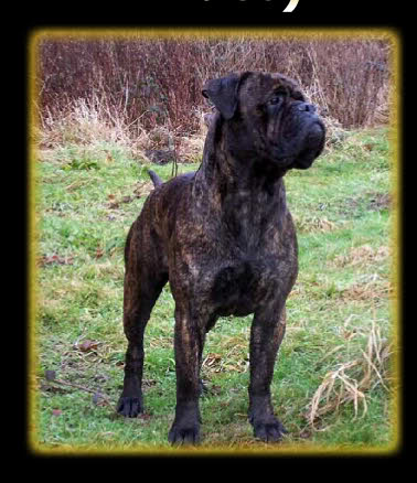 chalfs miss macey | Bullmastiff 