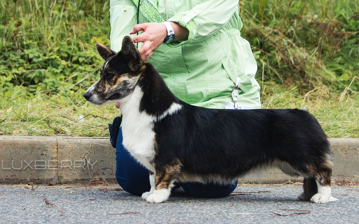 Luxberry Zumba Dancing | Cardigan Welsh Corgi 