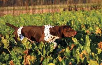 Polka de la Porte de Becray | German Shorthaired Pointer 