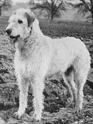 Moira of Eaglescrag | Irish Wolfhound 