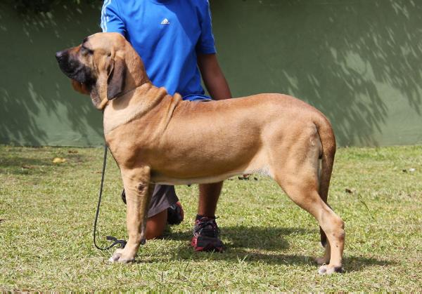 India Singular Premium | Fila Brasileiro 