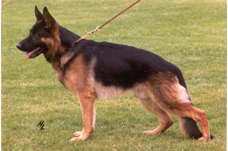 Ux von Batu | German Shepherd Dog 