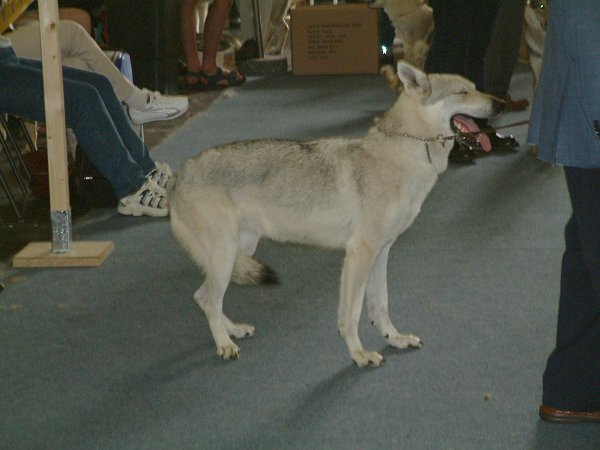 Queris Passo Del Lupo | Czechoslovakian Wolfdog 