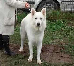 Merlin Ahlitah Quest | White Swiss Shepherd Dog 