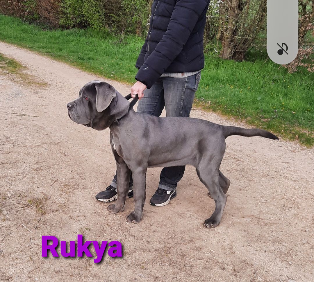 N's Outlaw'z king Rukya | Neapolitan Mastiff 
