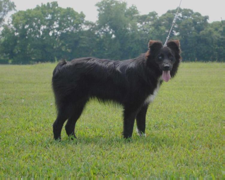 SF Raven of Spring Creek | Australian Shepherd 