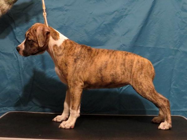 Amfashion Rachel Roy | American Staffordshire Terrier 