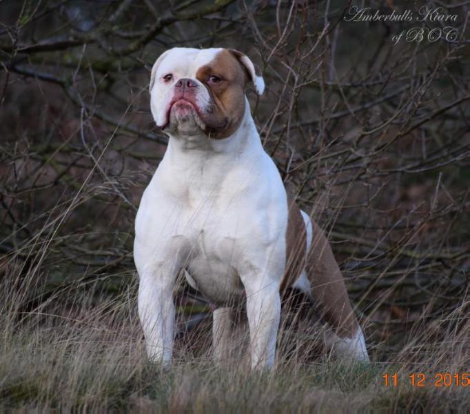 Amberbulls Kiara of Bulls of Crown's | American Bulldog 