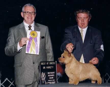 Dralions Smiles and Chuckles | Norwich Terrier 