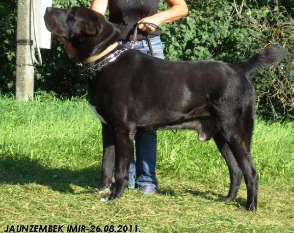 Jaunzembek Imir | Central Asian Shepherd Dog 