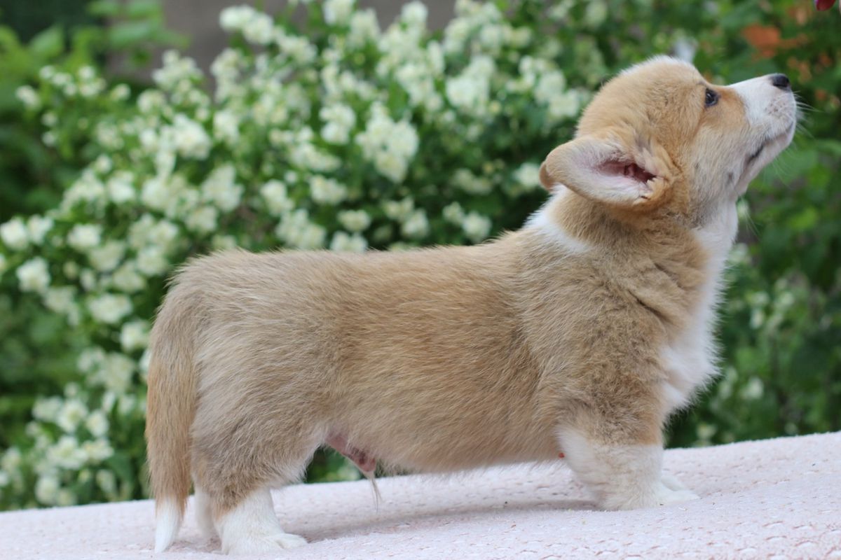 Jackotsy-Bonax Iggy Pop Rogan | Pembroke Welsh Corgi 