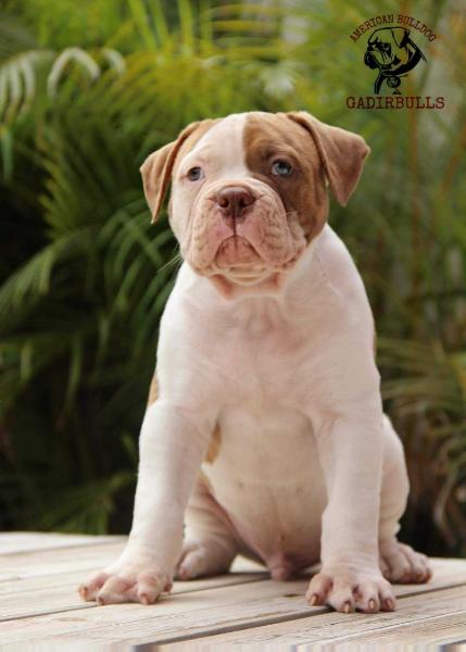 Gadirbulls ROBERT BRUCE | American Bulldog 