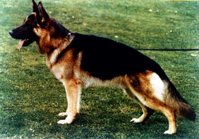 Lido von Haus Hollman | German Shepherd Dog 