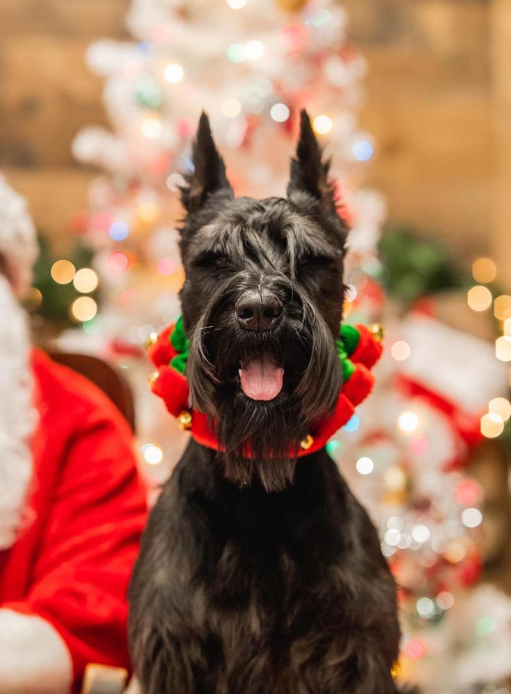 Xion Von Prufenpuden | Giant Schnauzer 