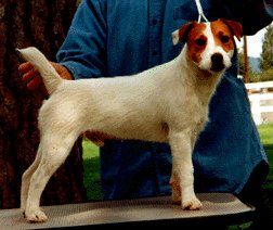 Barsetta Ultra | Parson Russell Terrier 