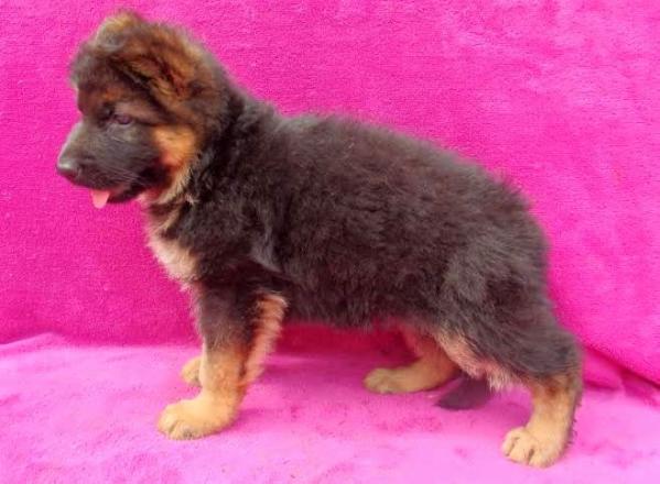 Gina Best of the Gods | German Shepherd Dog 