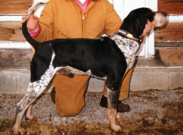 Moody Creek Blue Jammer | Bluetick Coonhound 