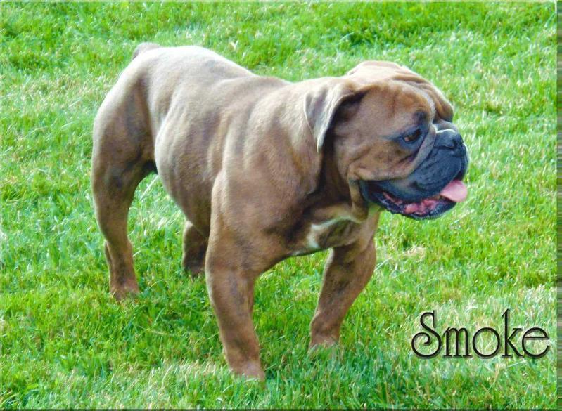 Baldridge Smoke | Olde English Bulldogge 