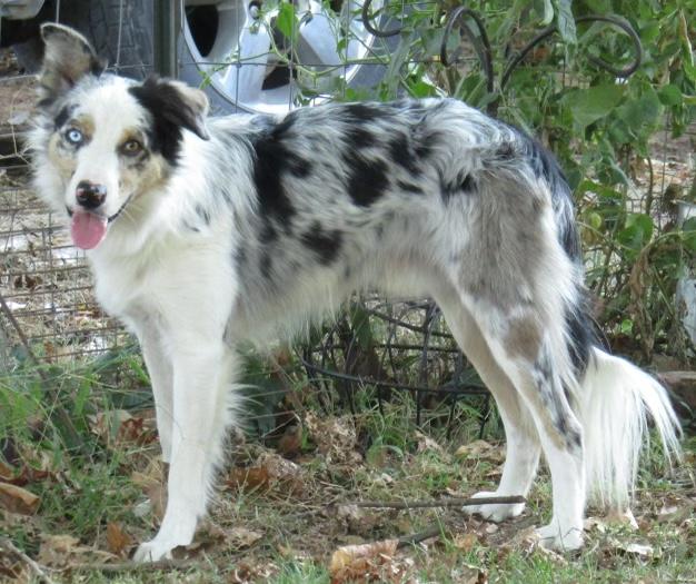 BC Jazz B6DR | Border Collie 