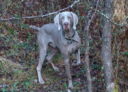 Atticus' Platinum Fury | Weimaraner 