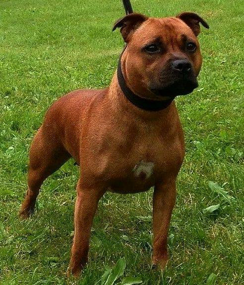 Amazing Spirit Appealing Attitude | Staffordshire Bull Terrier 