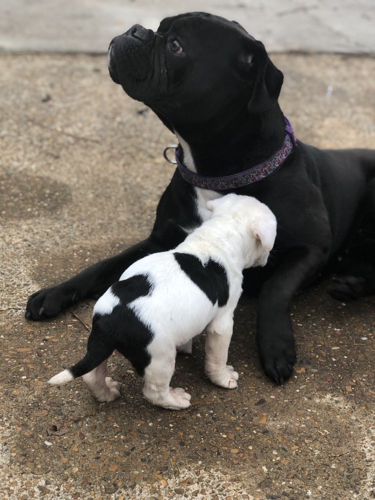 Xena Mae Thomas | Olde English Bulldogge 