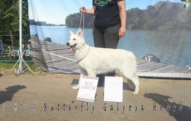 Butterfly Galyosa House | White Swiss Shepherd Dog 