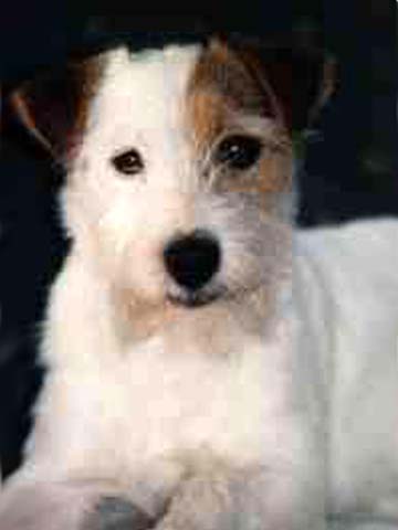 Nashvilles Johna V. Ons Eiland | Jack Russell Terrier 