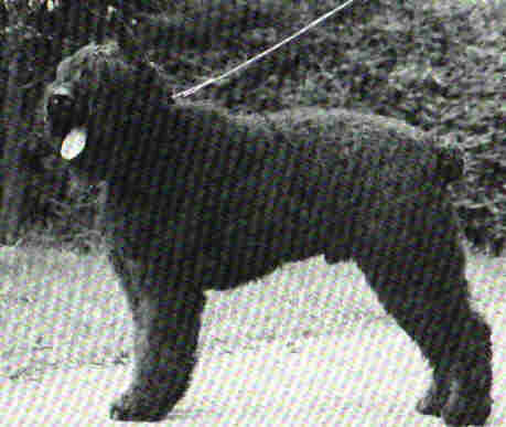 Bica v.d. Rozenheerd | Bouvier des Flandres 