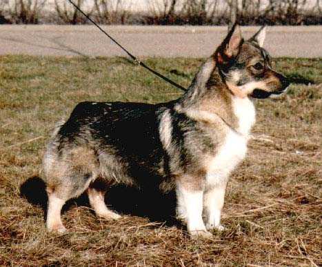 Fennican Vinna Vildros | Swedish Vallhund 