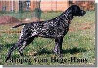 ZATOPEC KS VOM HEGE-HAUS | German Shorthaired Pointer 