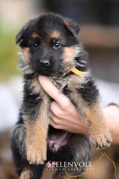 L-Sophie vom Seelenvoll | German Shepherd Dog 