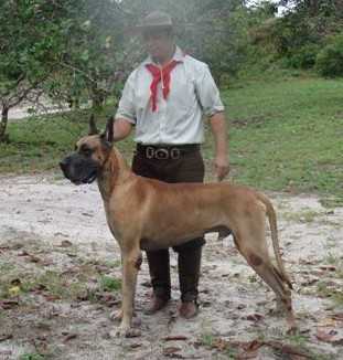 OLAV VON NEUSTEIN | Great Dane 