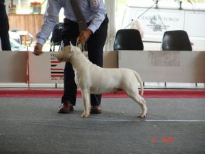 Torvicks Conde Dookan Auca Siguen | Bull Terrier 