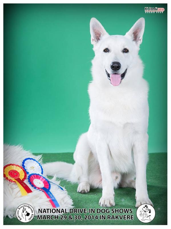 Born to Win White Super | White Swiss Shepherd Dog 