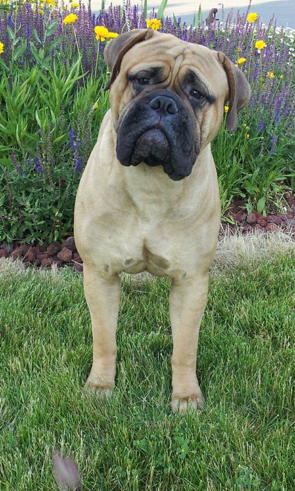 TNT´s Xoxoxo | Bullmastiff 