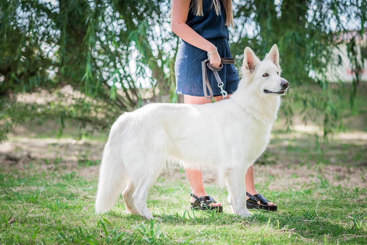 Ayalen de Blancos Du Mon - Argentina | White Swiss Shepherd Dog 