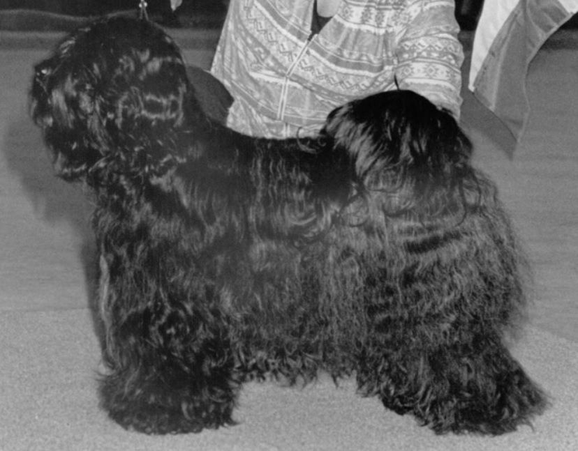 PINROW BLACK FLASH | Tibetan Terrier 