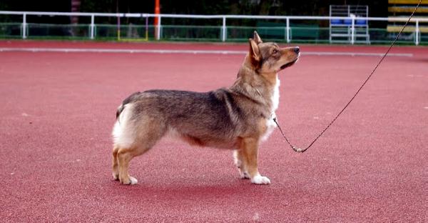 Tappitaivalen Astrid for Valhalla | Swedish Vallhund 