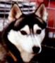 Kaila'S mr. pepper | Siberian Husky 