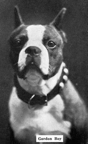 Gordon Boy | Boston Terrier 