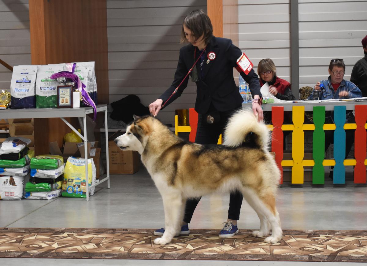 Amelhuk Cinzano Bianca | Alaskan Malamute 