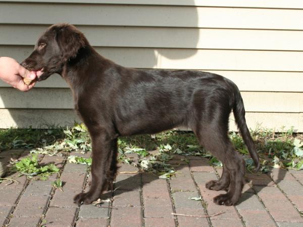 Eden Northern Temptation | Flat-Coated Retriever 