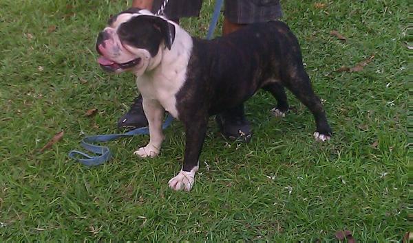 El Patron Bambino | Olde English Bulldogge 