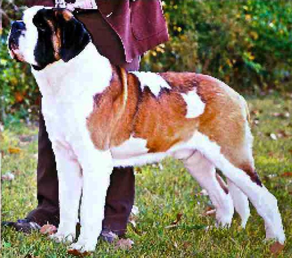 Opdyke's Lancelot | Saint Bernard 