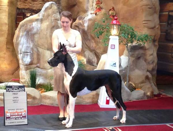 Davisdane's Remington Cooper | Great Dane 